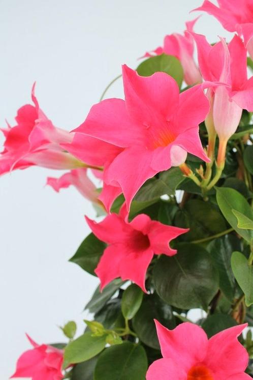 Sundaville Rek - Pink, Tuin en Terras, Planten | Tuinplanten, Ophalen of Verzenden