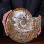 Exclusief Pools Cleoniceras - Gefossiliseerde schelp -