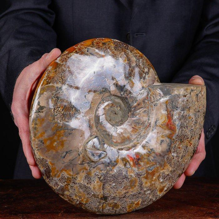 Exclusief Pools Cleoniceras - Gefossiliseerde schelp -, Antiek en Kunst, Curiosa en Brocante