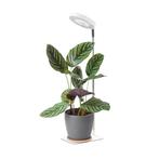 LED Plantengroeilamp VERDI V2 Wit 5W 1300K - USB - Timer..., Ophalen of Verzenden, Nieuw