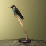 Europese Bijeneter Taxidermie Opgezette Dieren By Max, Ophalen of Verzenden, Nieuw, Vogel, Opgezet dier