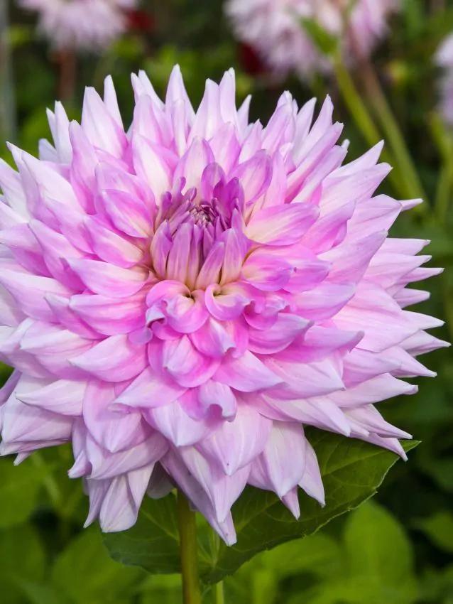 Dahlia Almands joy (paars-wit, Dahlia’s kopen?), Tuin en Terras, Bloembollen en Zaden, Ophalen of Verzenden