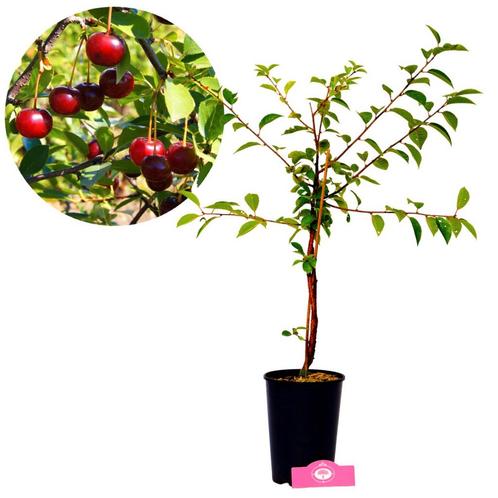 Kersenstruik Porthos, Tuin en Terras, Planten | Fruitbomen, Volle zon, Verzenden