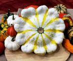 Fall blossom f1 witte patisson met gele strepen pompoen 50, Ophalen of Verzenden, Nieuw