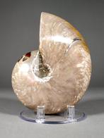 Fantastisch nautilusfossiel - Gefossiliseerde schelp -, Verzamelen, Mineralen en Fossielen
