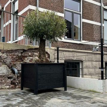 bloembak plantenbak op wielen olijfboom palmboom boombak vkt beschikbaar voor biedingen