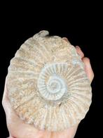 Natuurlijke en geconserveerde fossielen - Gefossiliseerd