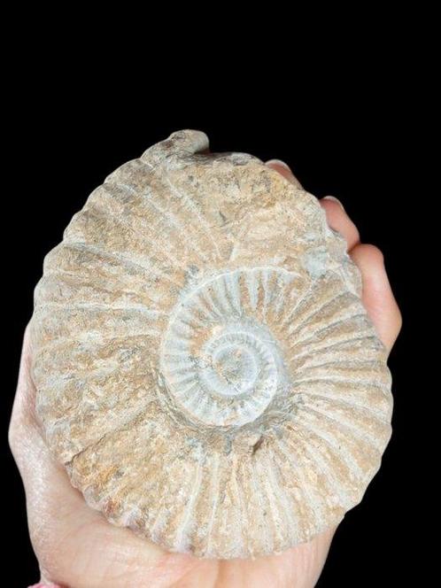 Natuurlijke en geconserveerde fossielen - Gefossiliseerd, Verzamelen, Mineralen en Fossielen