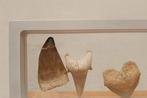 Fossiel - Fossiele tanden - Set of 6 fossil teeth, Verzamelen