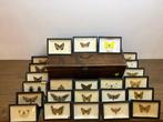 Vlinder Taxidermie volledige montage - Lepidoptera - 15 cm -