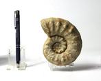 Mooie ammoniet met stekels - NIET GEPOLIJST - Gefossiliseerd