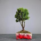 Spar bonsai (Picea) - Hoogte (boom): 23 cm - Diepte (boom):, Antiek en Kunst