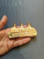 Mosasaurus - Fossiele tanden - mosasaurus - 10 cm - 6 cm