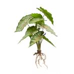 Kunstplant Caladium - Polyester - Groen - 35 cm hoog.., Huis en Inrichting, Woonaccessoires | Kunstplanten en Kunstbloemen, Nieuw