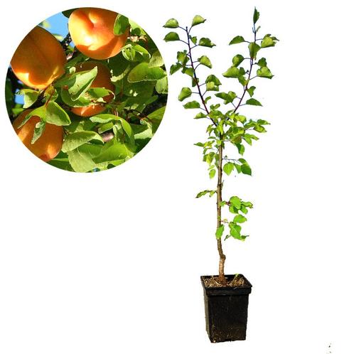 abrikoos Prunus armeniaca Diamant + Pot 23cm, Tuin en Terras, Planten | Fruitbomen, Volle zon, Verzenden