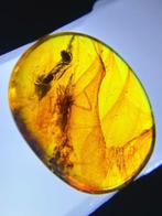 Fossiele matrix - Spider laying eggs - 15 mm - 12 mm