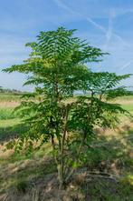 Aralia elata meerstammig 200-250