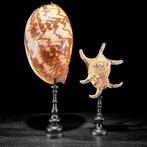 Prachtige set van 2 schelpen - Spider Conch Shell & Melo