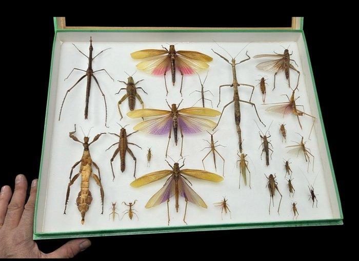 Monster large World Grasshopper-Stick, Antiek en Kunst, Curiosa en Brocante