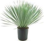 Winterharde palmlelie - Yucca rostrata - Verschillende maten, Zomer, Vaste plant, Ophalen of Verzenden, Overige soorten