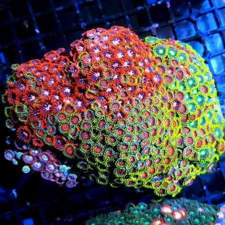 Zoanthus sp assorted Vietnam (Max. 200 poliepen op steen, gr, Dieren en Toebehoren, Vissen | Aquaria en Toebehoren, Ophalen of Verzenden