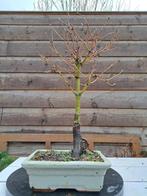 Japanese maple bonsai (Acer palmatum) - Hoogte (boom): 35 cm