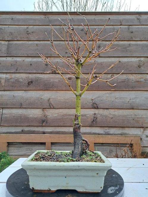 Japanese maple bonsai (Acer palmatum) - Hoogte (boom): 35 cm, Antiek en Kunst, Curiosa en Brocante