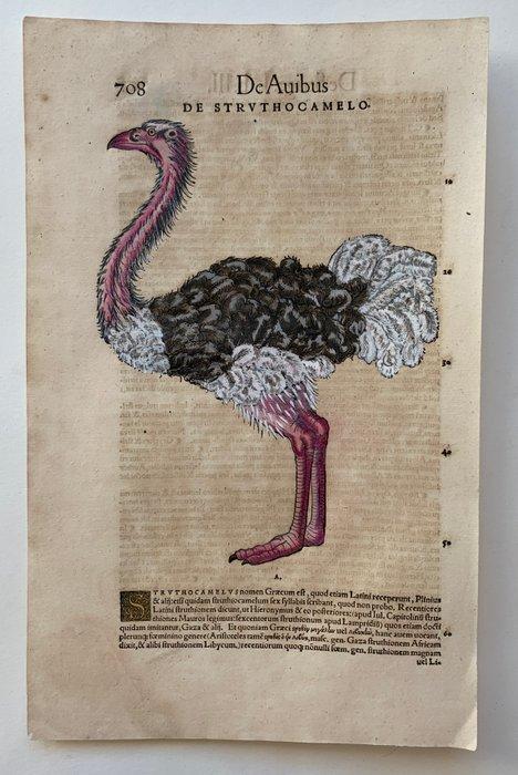 World - Wereld; Conrad Gesner - Vogelbuch - 1551-1560, Boeken, Atlassen en Landkaarten