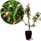 Mespilus Germanica Nottingham + pot 23cm, Tuin en Terras, Planten | Fruitbomen, Volle zon, Verzenden