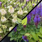 herfstpakket 5 vlinderstruiken + 5 Salvia, Ophalen of Verzenden, Vlinderstruik, Struik