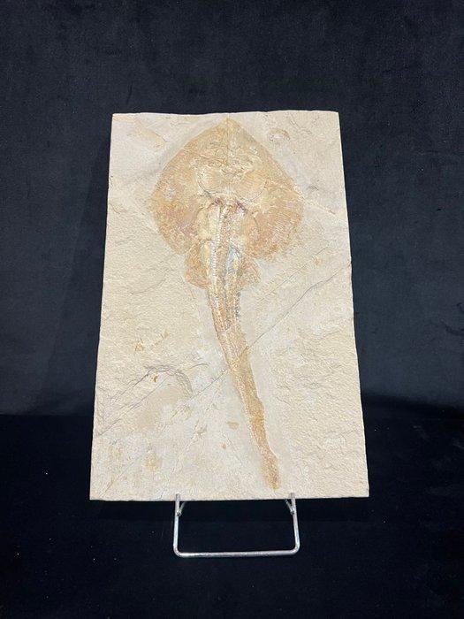 Vis - Fossiel skelet - Rhinobatos whitefieldi - 19 cm - 30.5, Verzamelen, Mineralen en Fossielen