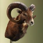 Moeflon Taxidermie Opgezette Dieren By Max, Ophalen of Verzenden, Nieuw, Wild dier, Opgezet dier