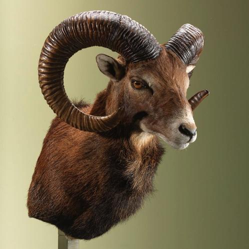 Moeflon Taxidermie Opgezette Dieren By Max, Verzamelen, Dierenverzamelingen, Opgezet dier, Nieuw, Wild dier, Ophalen of Verzenden