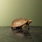 Landschildpad Antiek Taxidermie Opgezette Dieren By Max, Verzamelen, Dierenverzamelingen, Ophalen of Verzenden, Nieuw, Reptiel of Amfibie