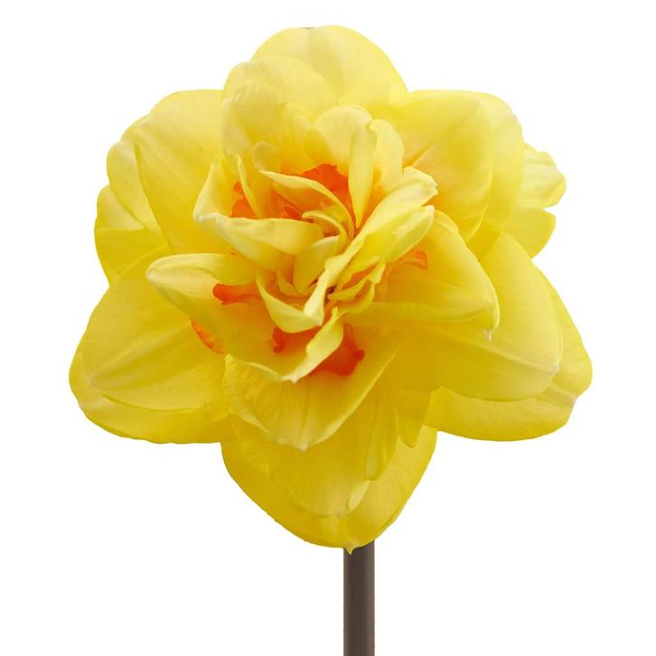 Bloembollen - 40 x Narcis Yellow Paradise - geel, Tuin en Terras, Bloembollen en Zaden, Bloembol, Voorjaar, Volle zon, Verzenden