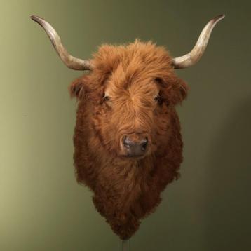 Schotse Hooglander Taxidermie Opgezette Dieren By Max beschikbaar voor biedingen
