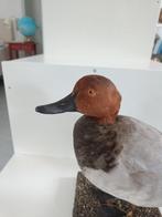 Gewone futelaar Taxidermie volledige montage - Aythya ferina, Verzamelen, Nieuw