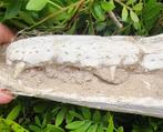 Zeereptiel - Gefossiliseerde kaak - Mosasaurus sp. - 33 cm, Verzamelen