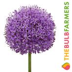 The Bulb Farmers - 24 x Allium Gladiator - paars, Verzenden, Najaar, Volle zon, Bloembol
