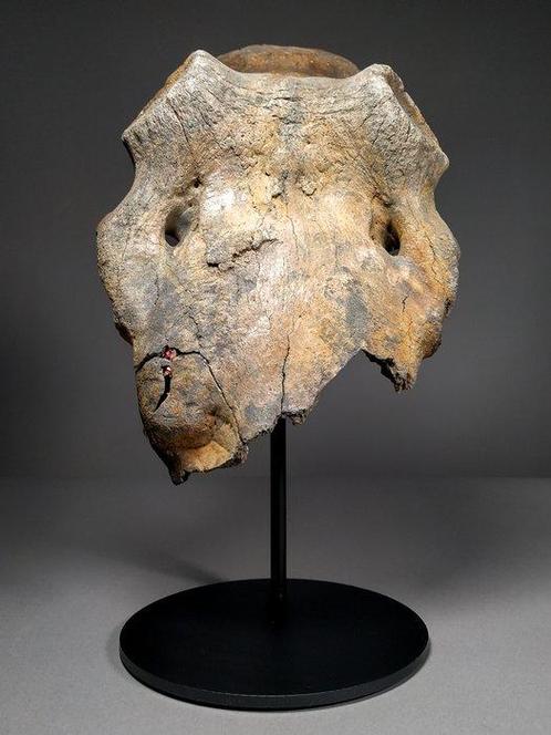 Megalocero schedeldeel - Fossiel bot - Megaloceros giganteus, Verzamelen, Mineralen en Fossielen
