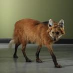Manenwolf Taxidermie Opgezette Dieren By Max, Ophalen of Verzenden, Nieuw, Wild dier, Opgezet dier