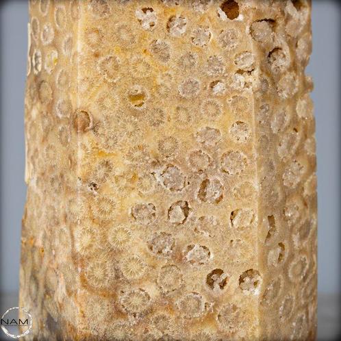 Extreem zeldzaam natuurlijk geagatiseerd koraal Obelisk op, Verzamelen, Mineralen en Fossielen