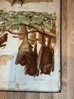 Schoolbord - Vampyrum spectrum