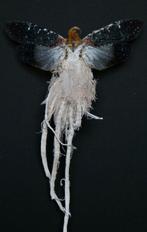 Mot Taxidermie volledige montage - Cerogene auricoma - 25 cm, Nieuw