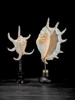 Tafelmiddenstuk (2) - Geen minimumprijs - Prachtig paar