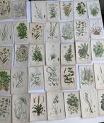 Anne Pratt - Sowerby - Step - Set of 50 Floral Antique