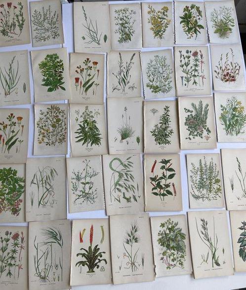 Anne Pratt - Sowerby - Step - Set of 50 Floral Antique, Antiek en Kunst, Antiek | Boeken en Bijbels