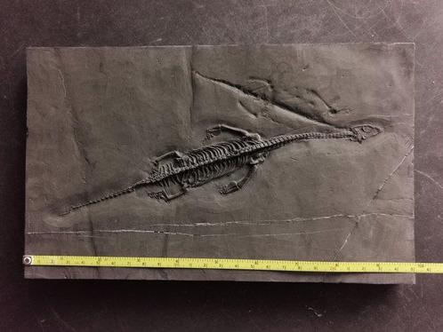 Groot Keichousaurus fossiel skelet, zeer driedimensionaal -, Verzamelen, Mineralen en Fossielen