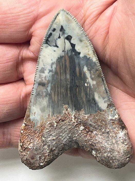 Megadolon tand 8,0 cm - Fossiele tand - Carcharocles, Verzamelen, Dierenverzamelingen