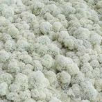 Rendiermos IJslandsmos Finlandsmos 15 kilo, Ophalen of Verzenden, Nieuw